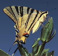 Iphiclides podalirius