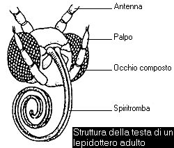 Figura B