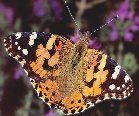 Vanessa cardui