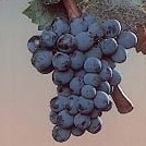 Vendemmia