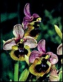 Ophrys Tenthredinifera