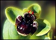 Ophrys Bombyliflora