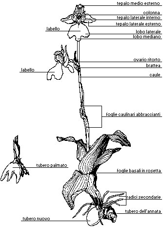 Parti di una Orchidea